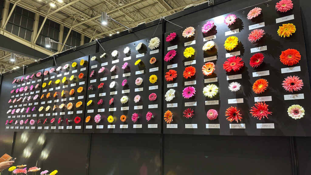 ガーベラの標本のように並べられた多彩な品種の展
