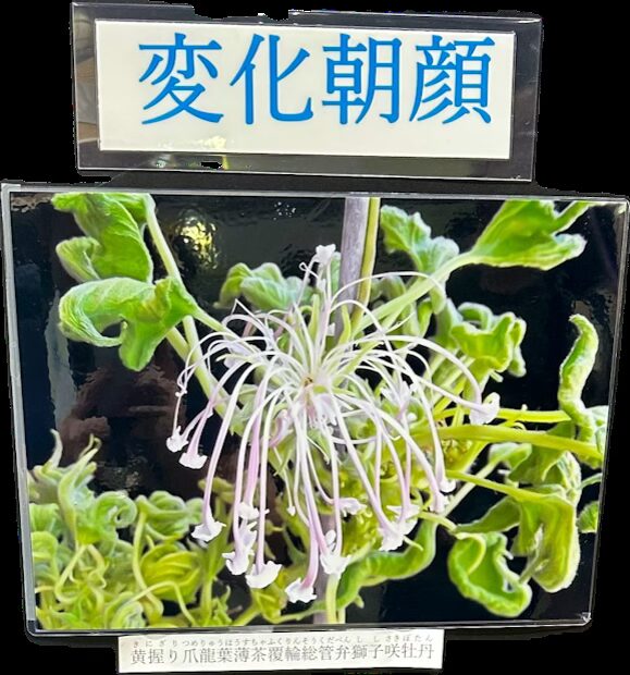 長い品種名が印象的な朝顔“黄握り爪龍葉薄茶覆輪総管弁獅子咲牡丹”の展示
